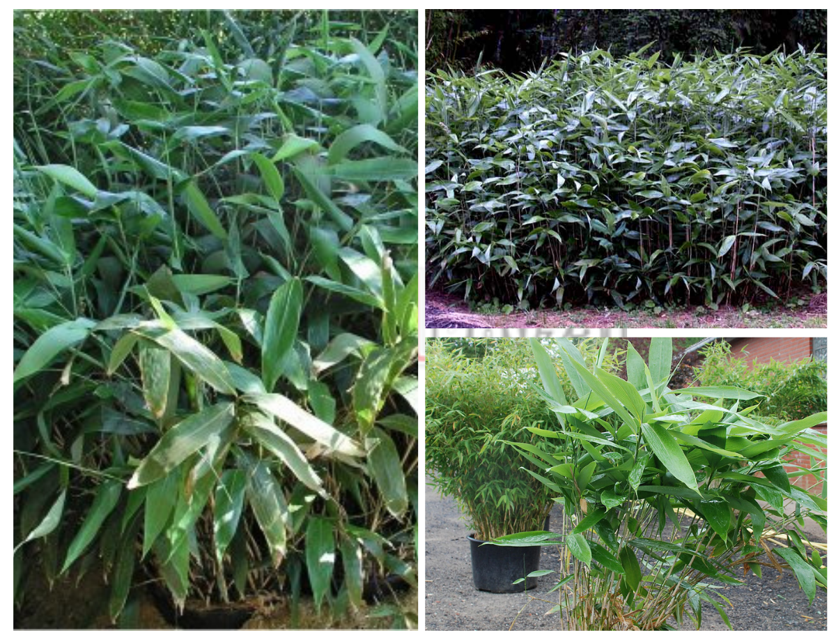 Sasa palmata ‘Nebulosa’