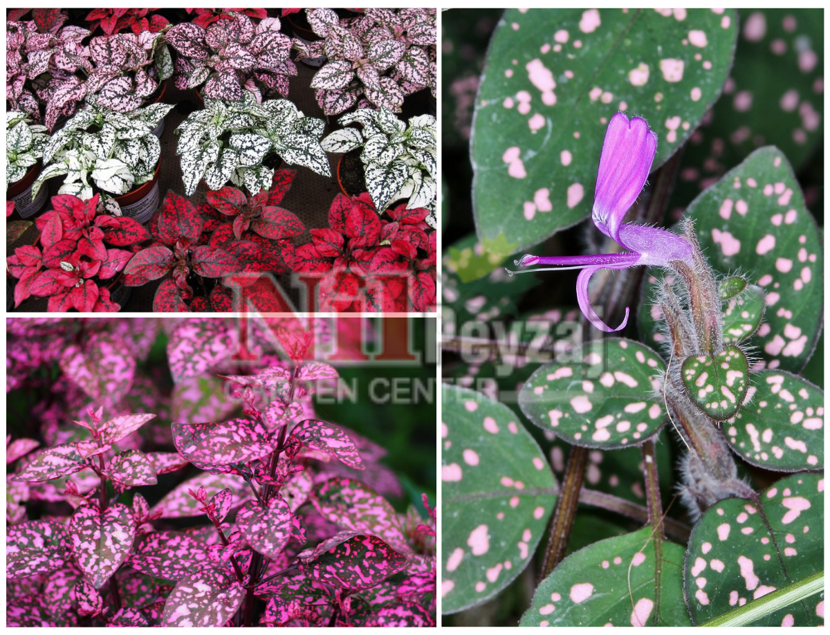 Hypoestes phyllostachya / Hostes Çiçeği