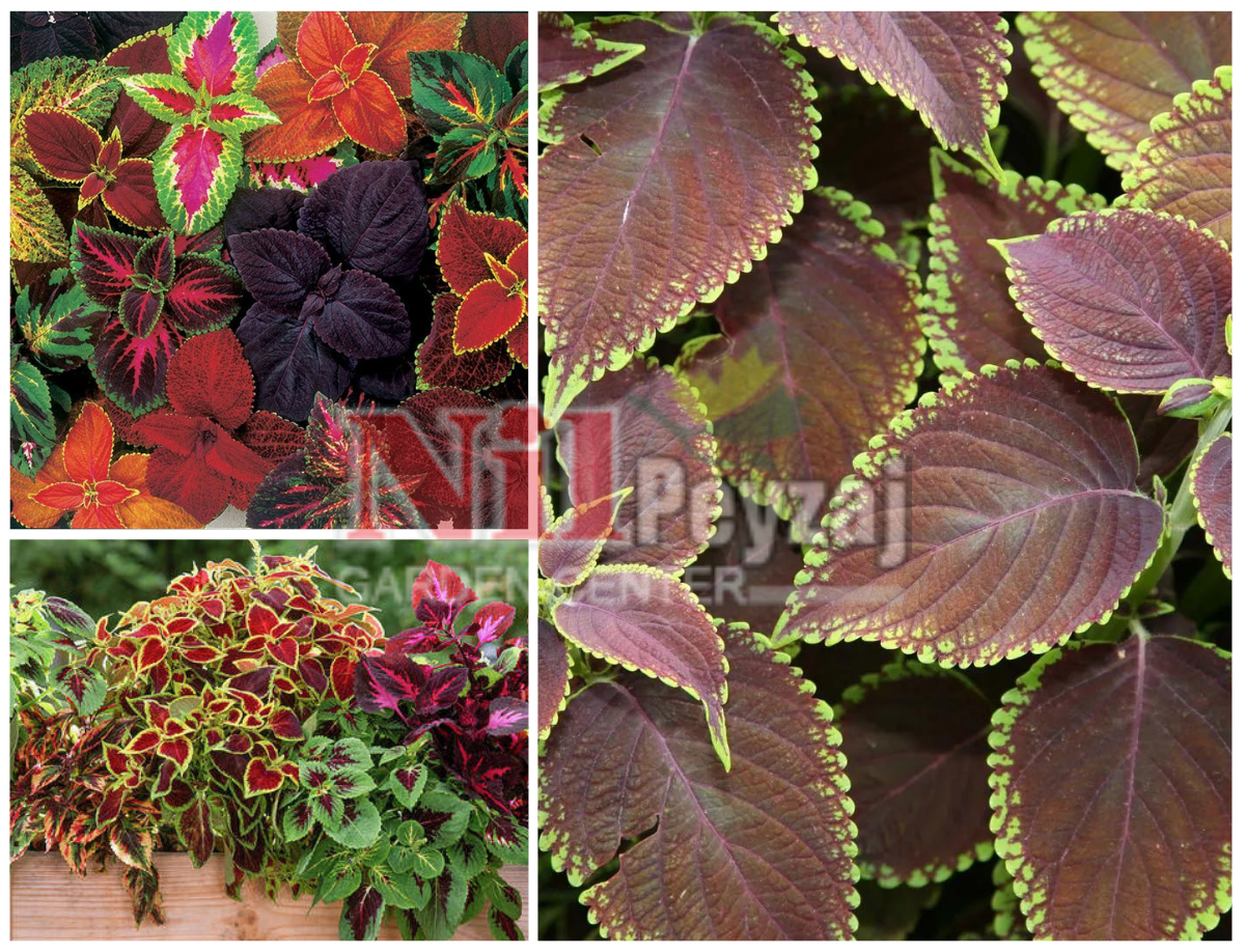 Coleus x blumei / Kolyos Çiçeği – Yaprak Güzeli
