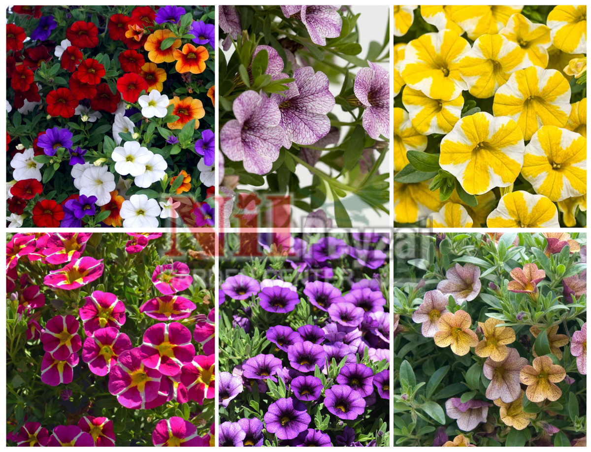 Calibrachoa cultivars / Milyon Çanlar Çiçeği