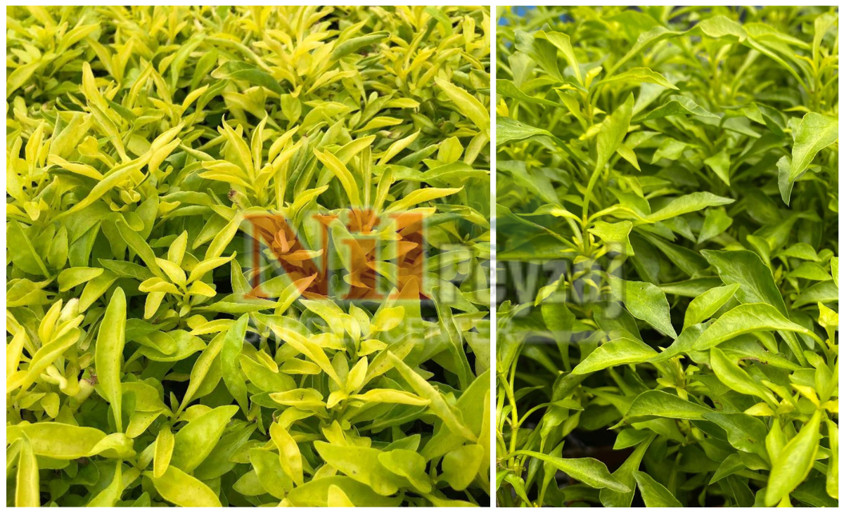 Alternanthera bettzickiana ‘Ariba Yellow Green’