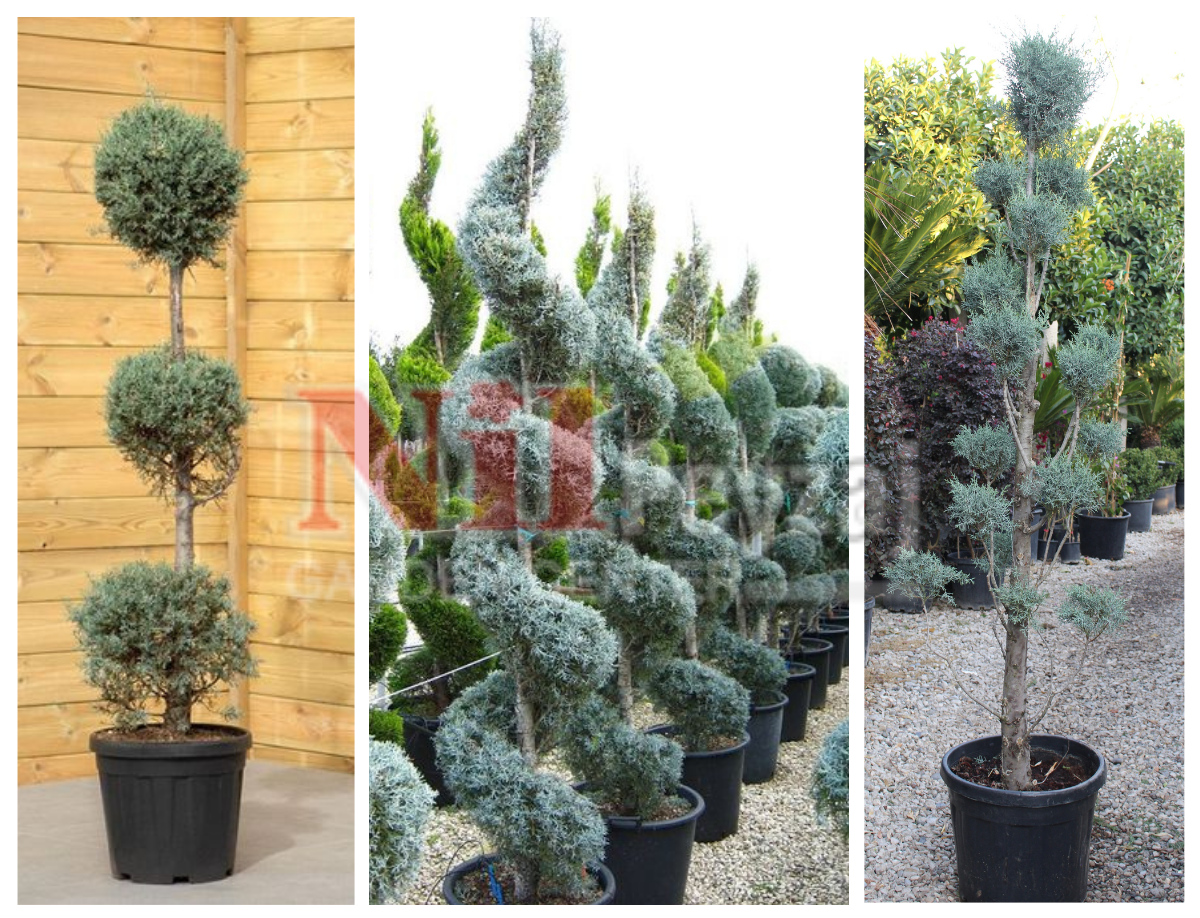 Cupressus arizonica – Mavi Servi