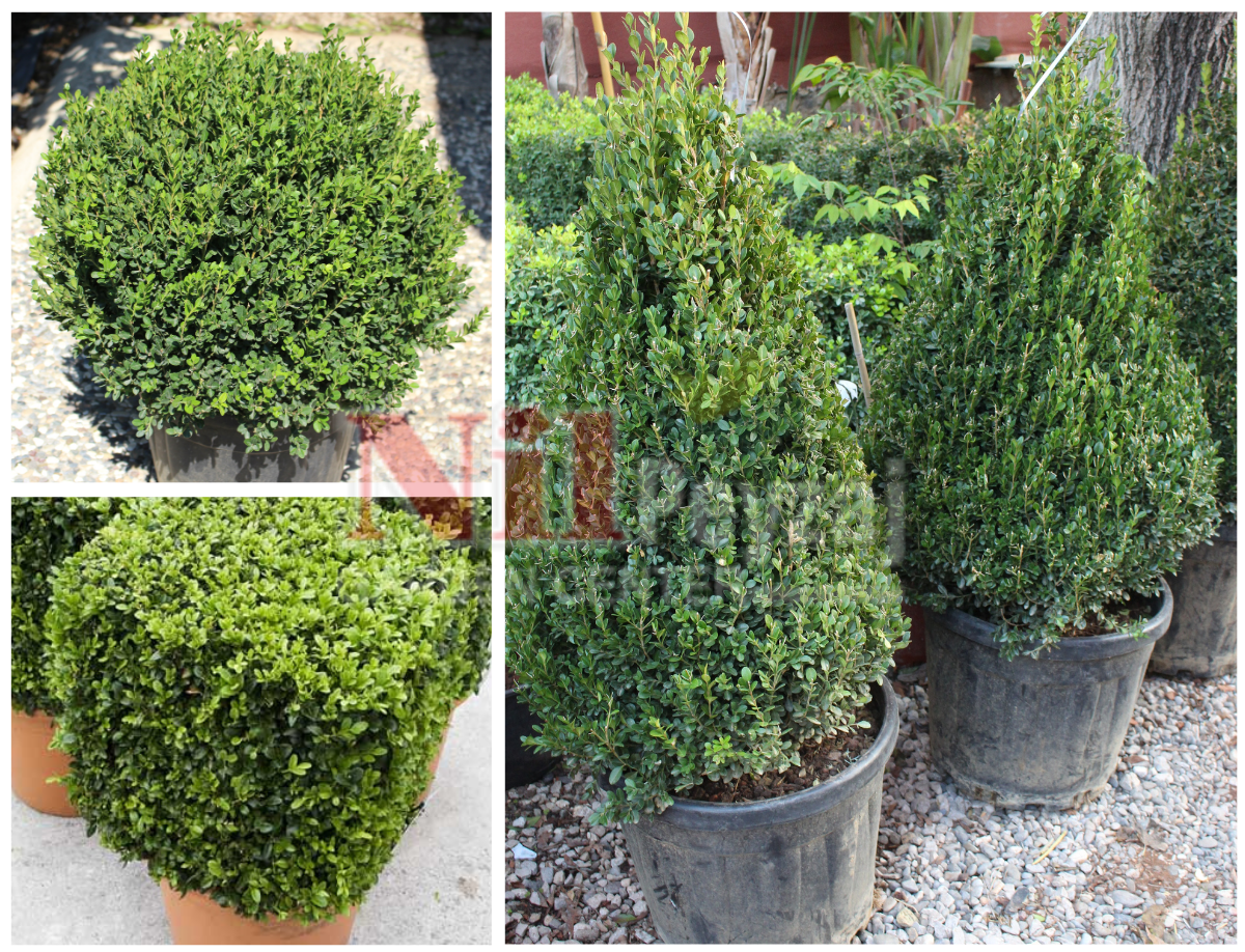 Buxus microphylla faulkner / Şimşir