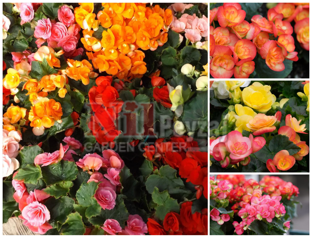 Begonia x elatior / Melez Begonya