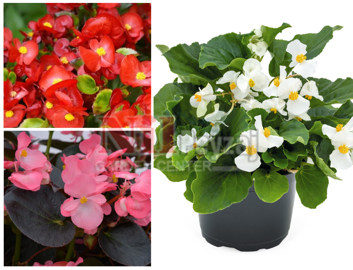 Begonia benariensis / Tek Begonya