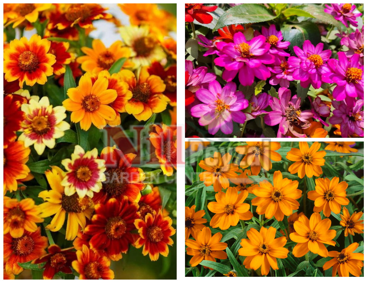 Zinnia angustifolia / Zinya Çiçeği