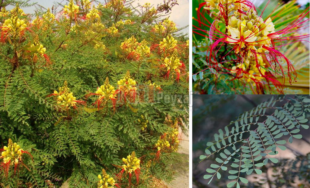 Caesalpinia gilliesii