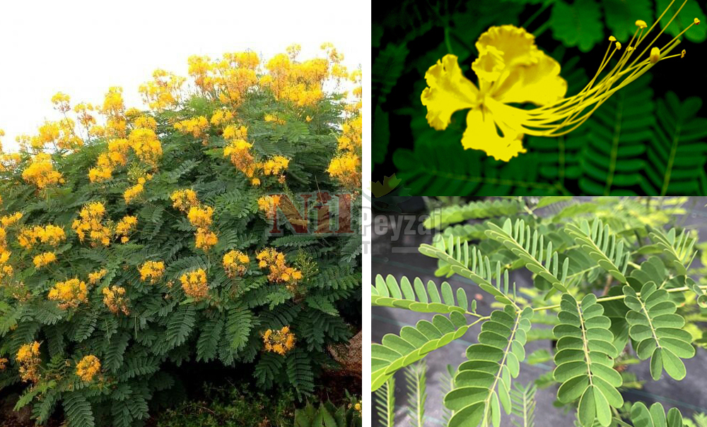 Caesalpinia pulcherrime /yellow