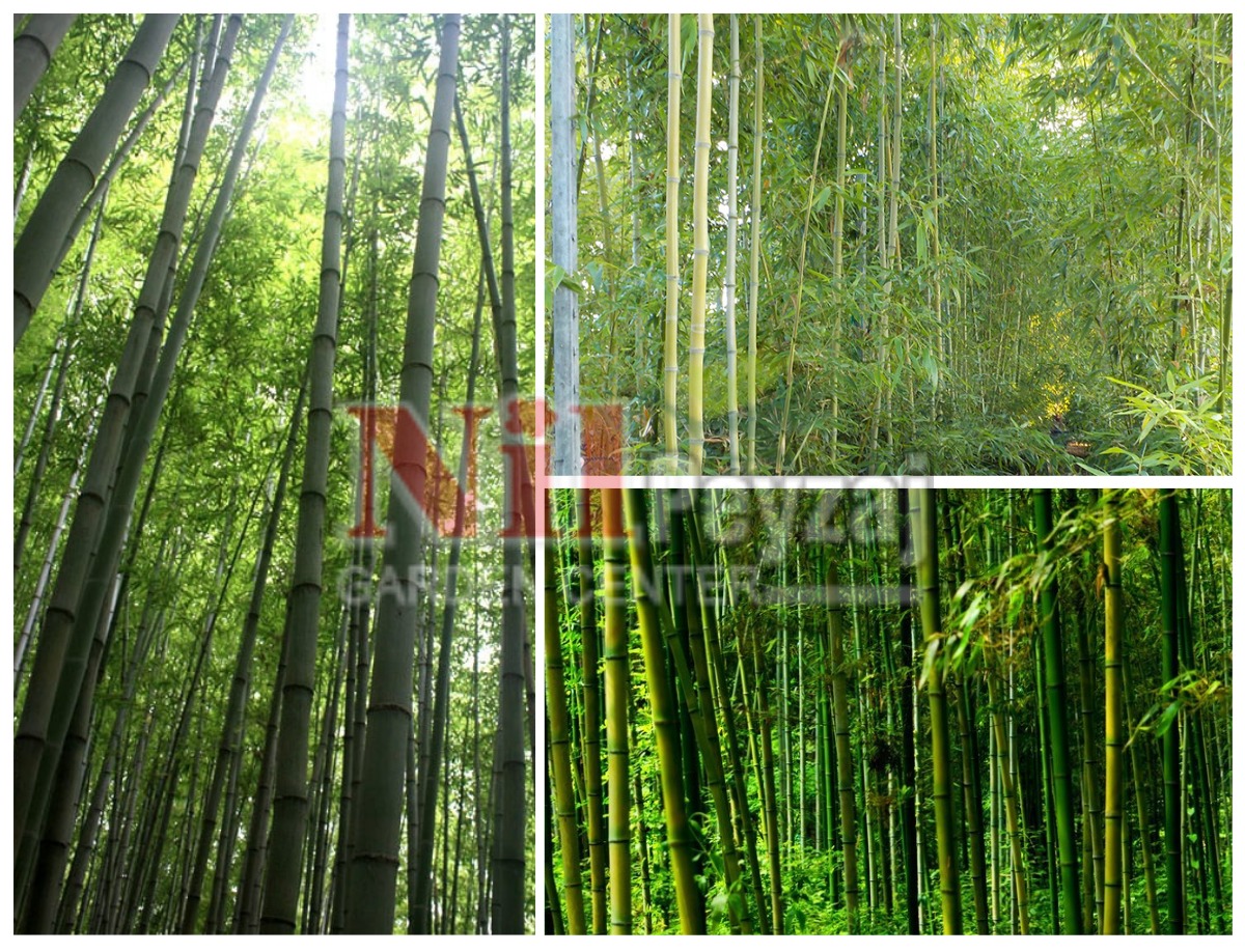 Phyllostachys bambusoides