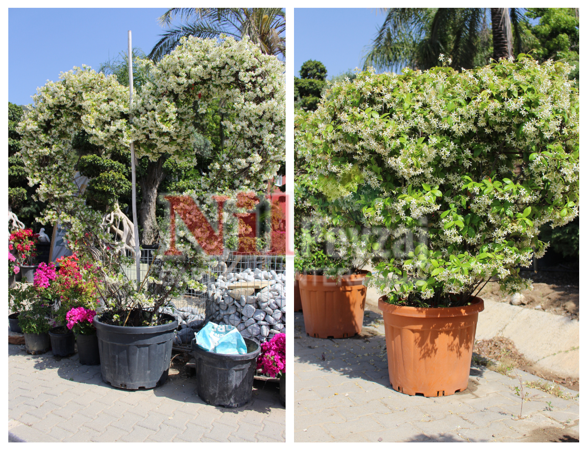 Rhyncospermum jasminoides – Yıldız Çiçekli (Osmanlı) Yasemin
