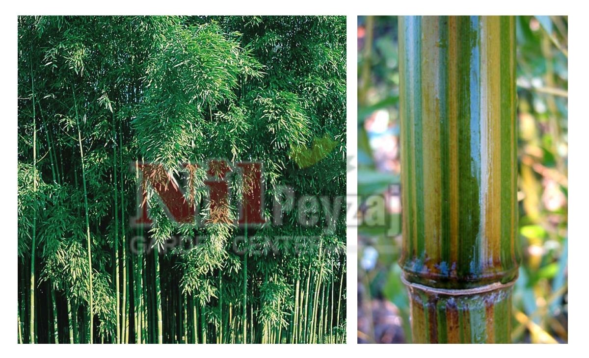 Phyllostachys violascens