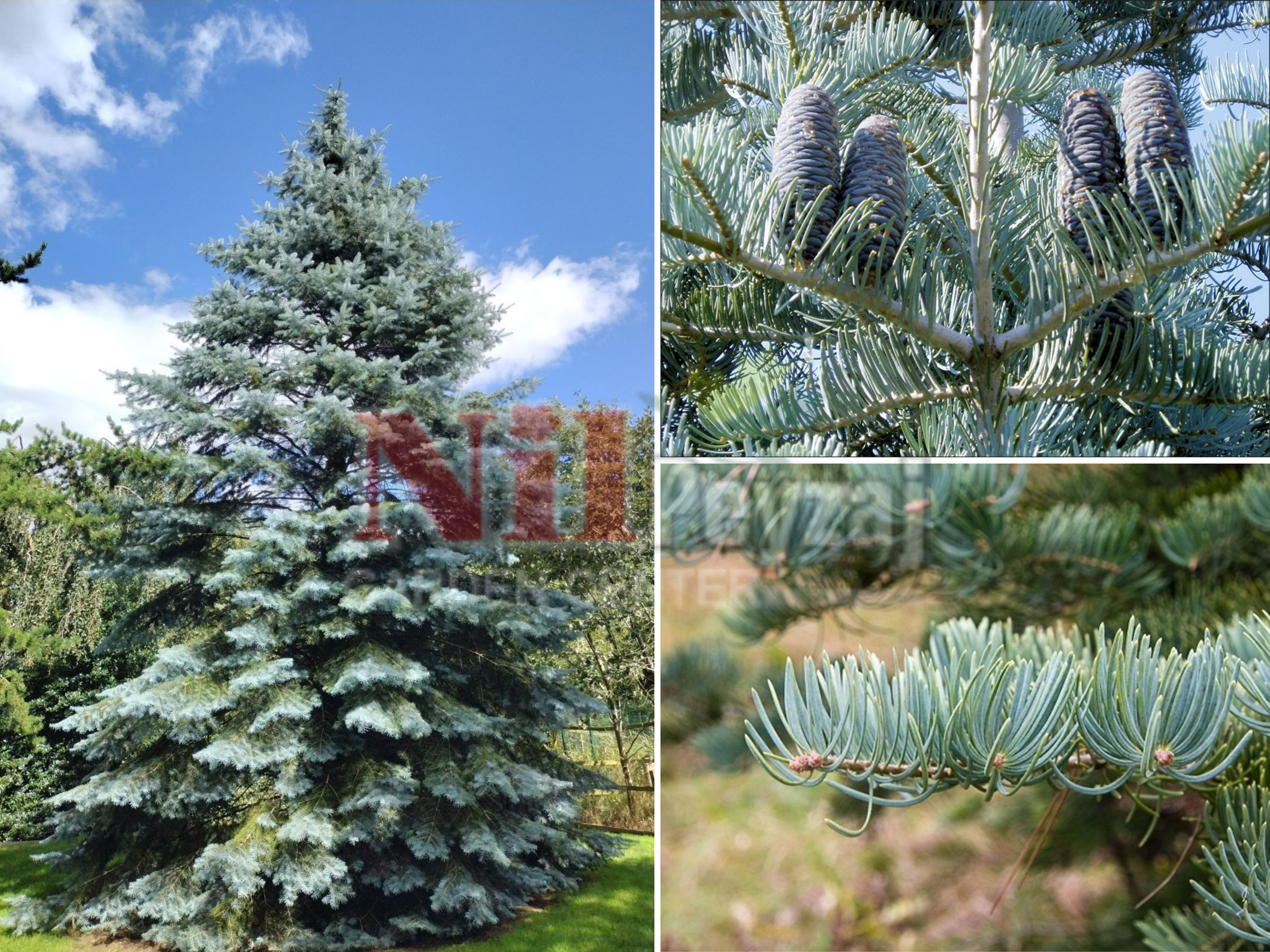 Abies concolur / Gümüş Göknar
