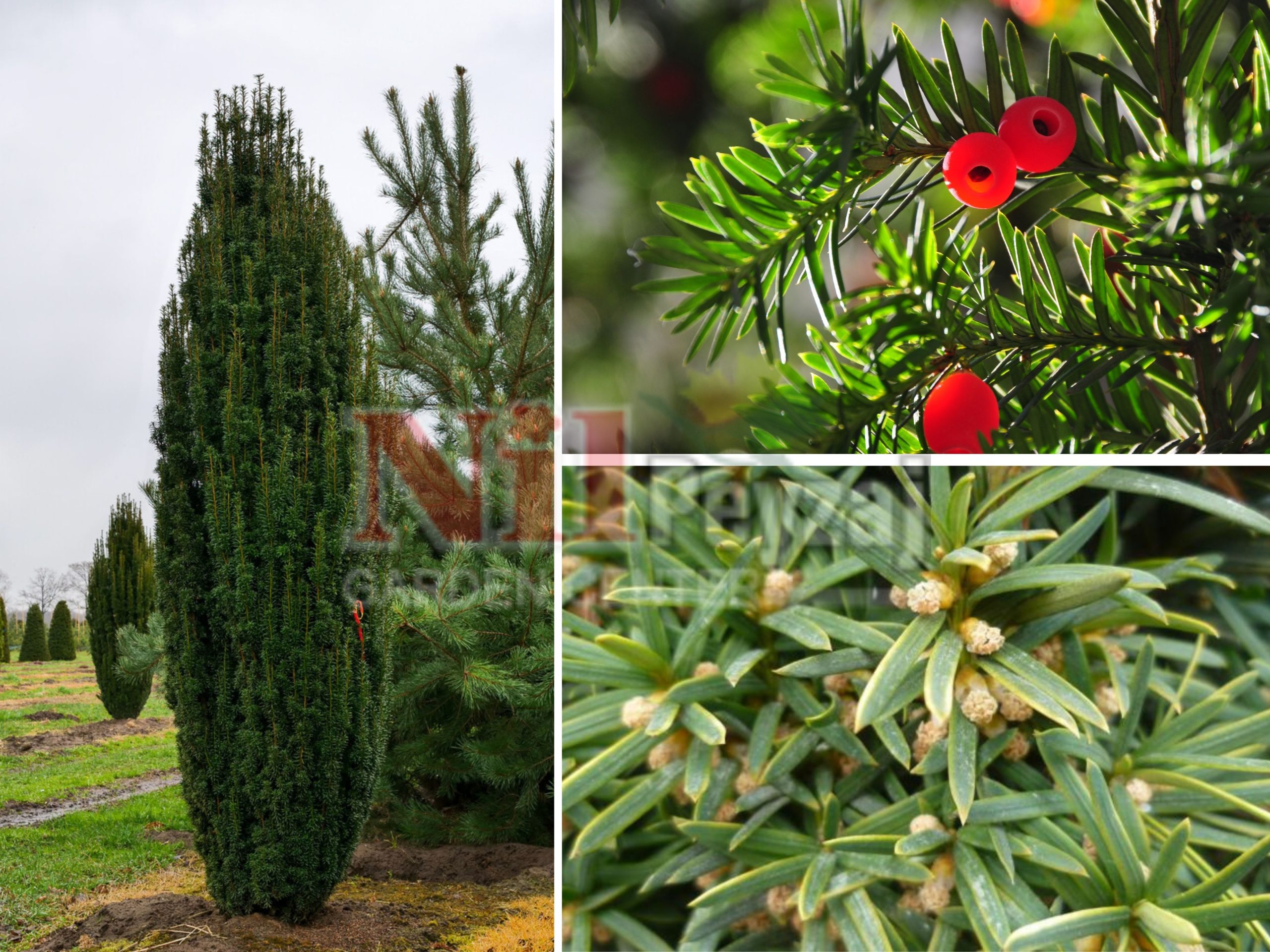 Taxus baccata / Yaygın Porsuk