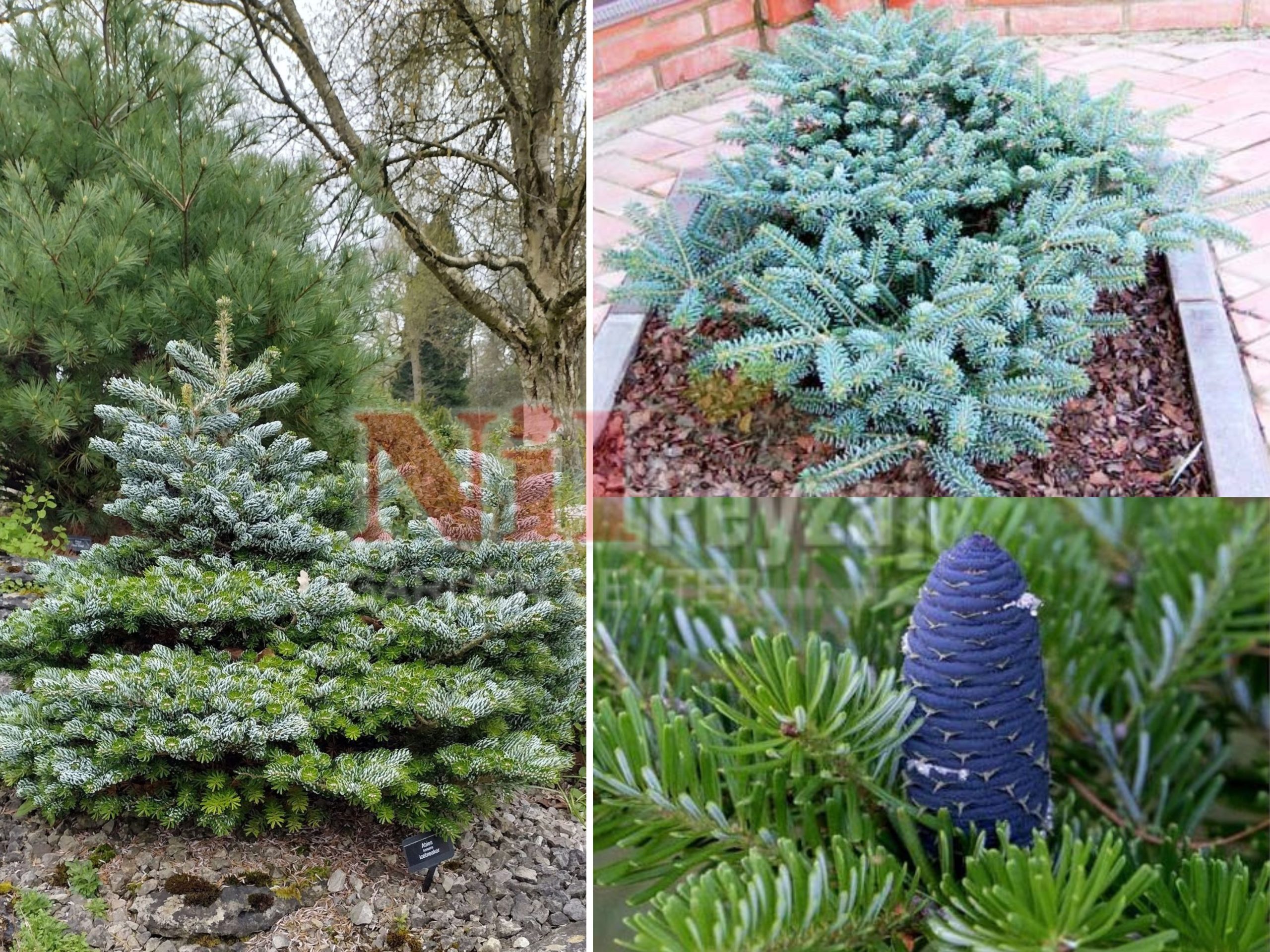 Abies koreana blue emperor / Bodur mavi kore göknarı