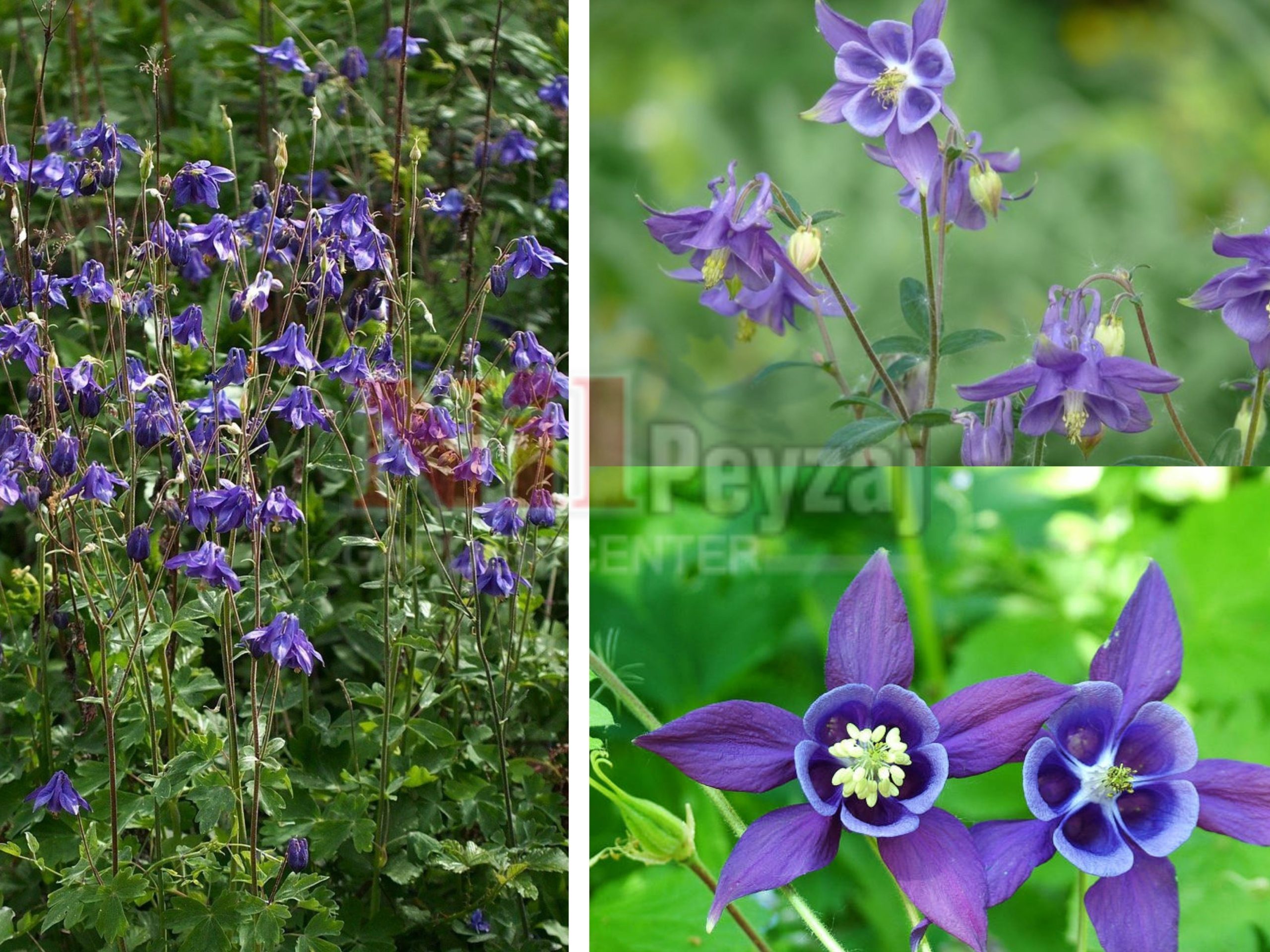 Aquilegia vulgaris / Haseki Küpesi