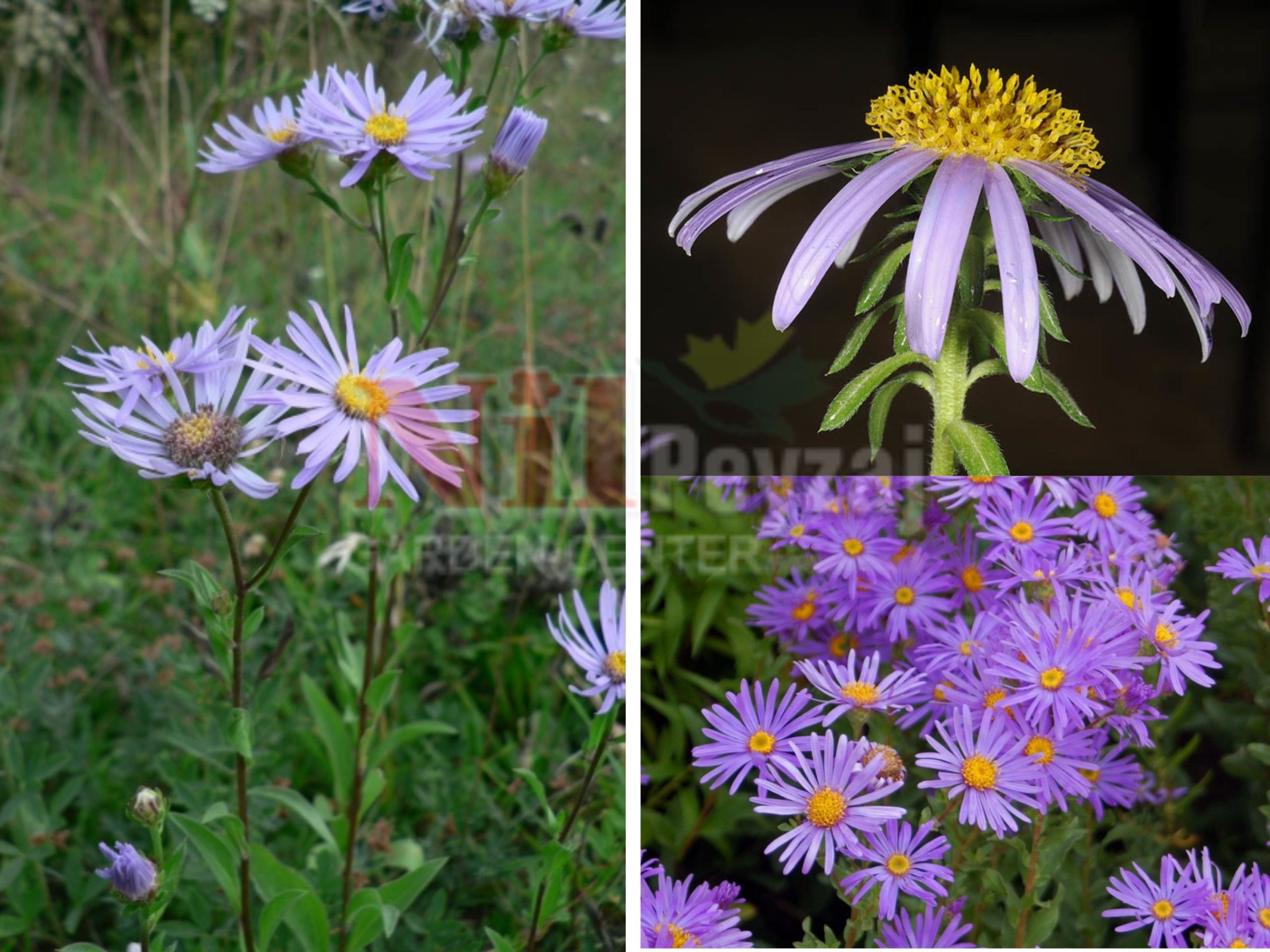 Aster amellus / Yıldızpatı