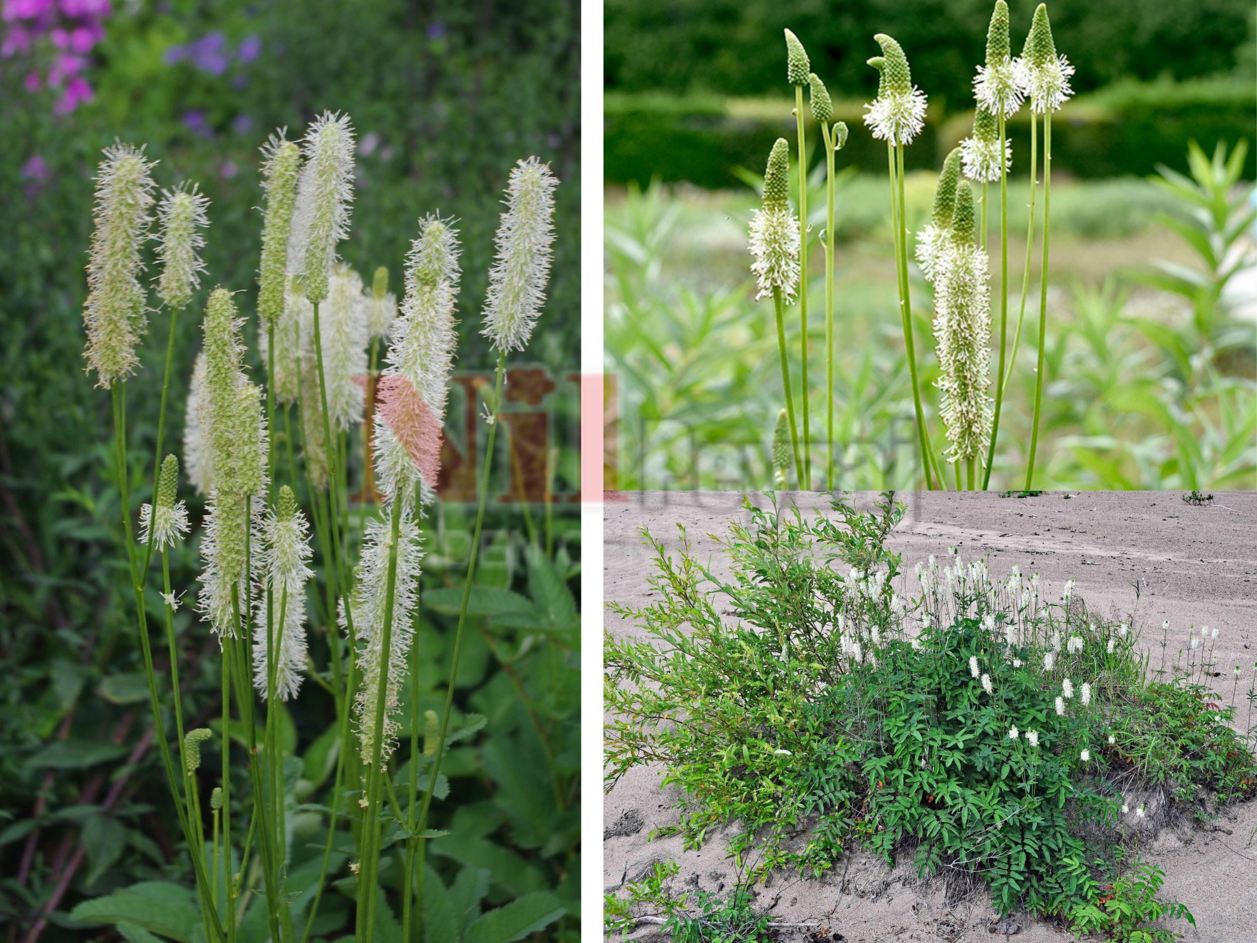 Sanguisorba canadensis / Beyaz burun