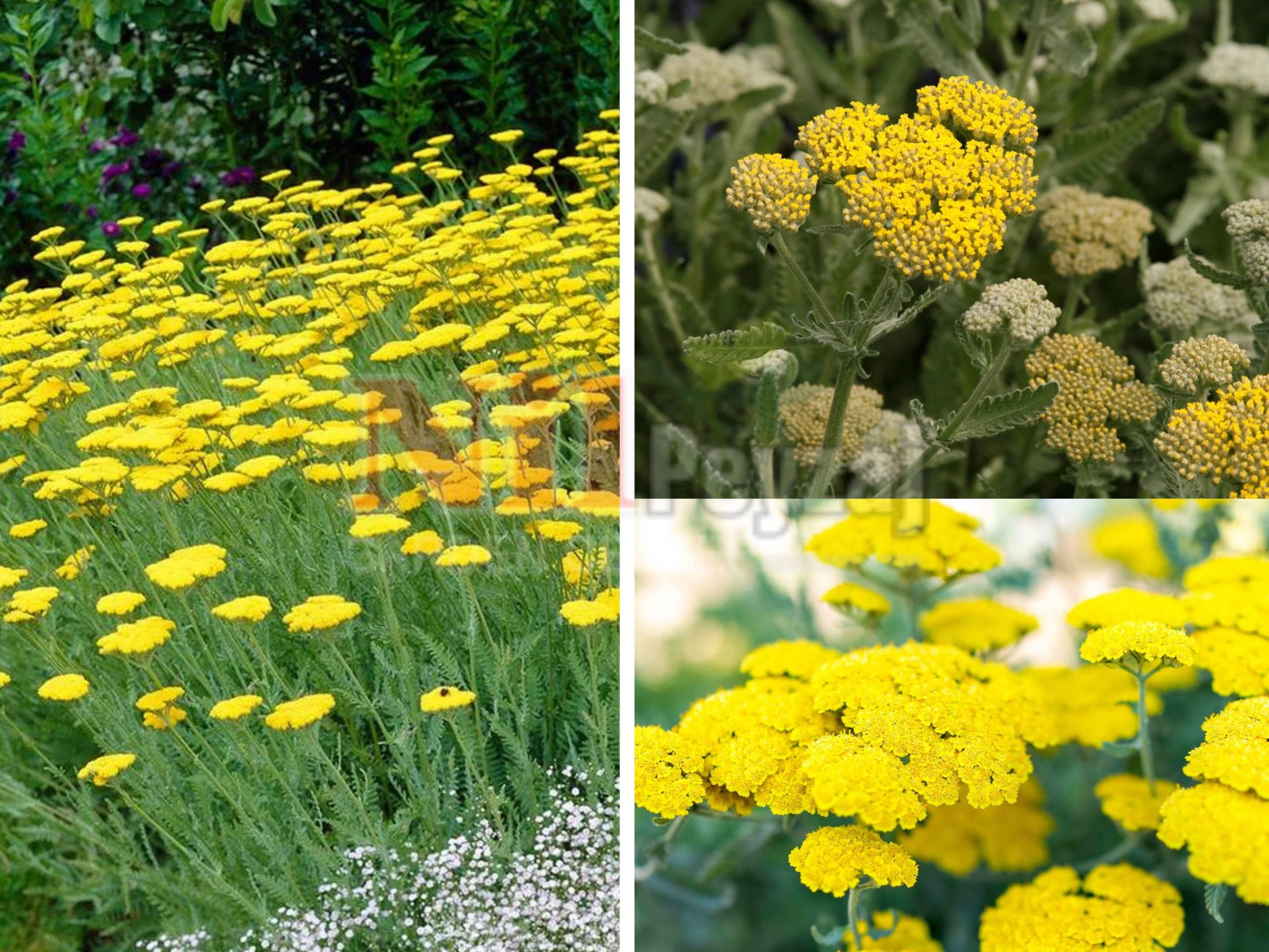 Achillea moonshine