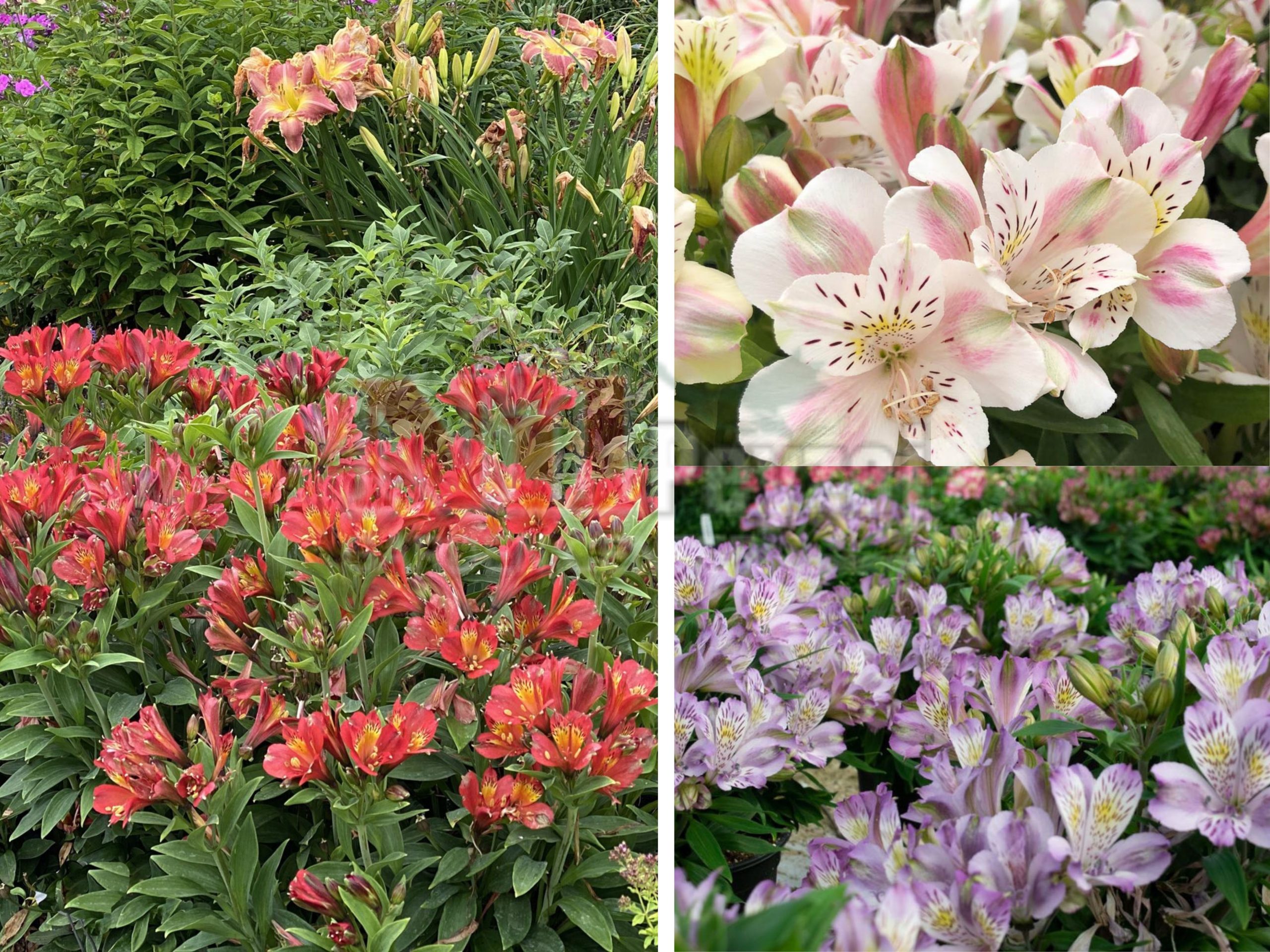 Alstromeria inca / Peru Zambağı