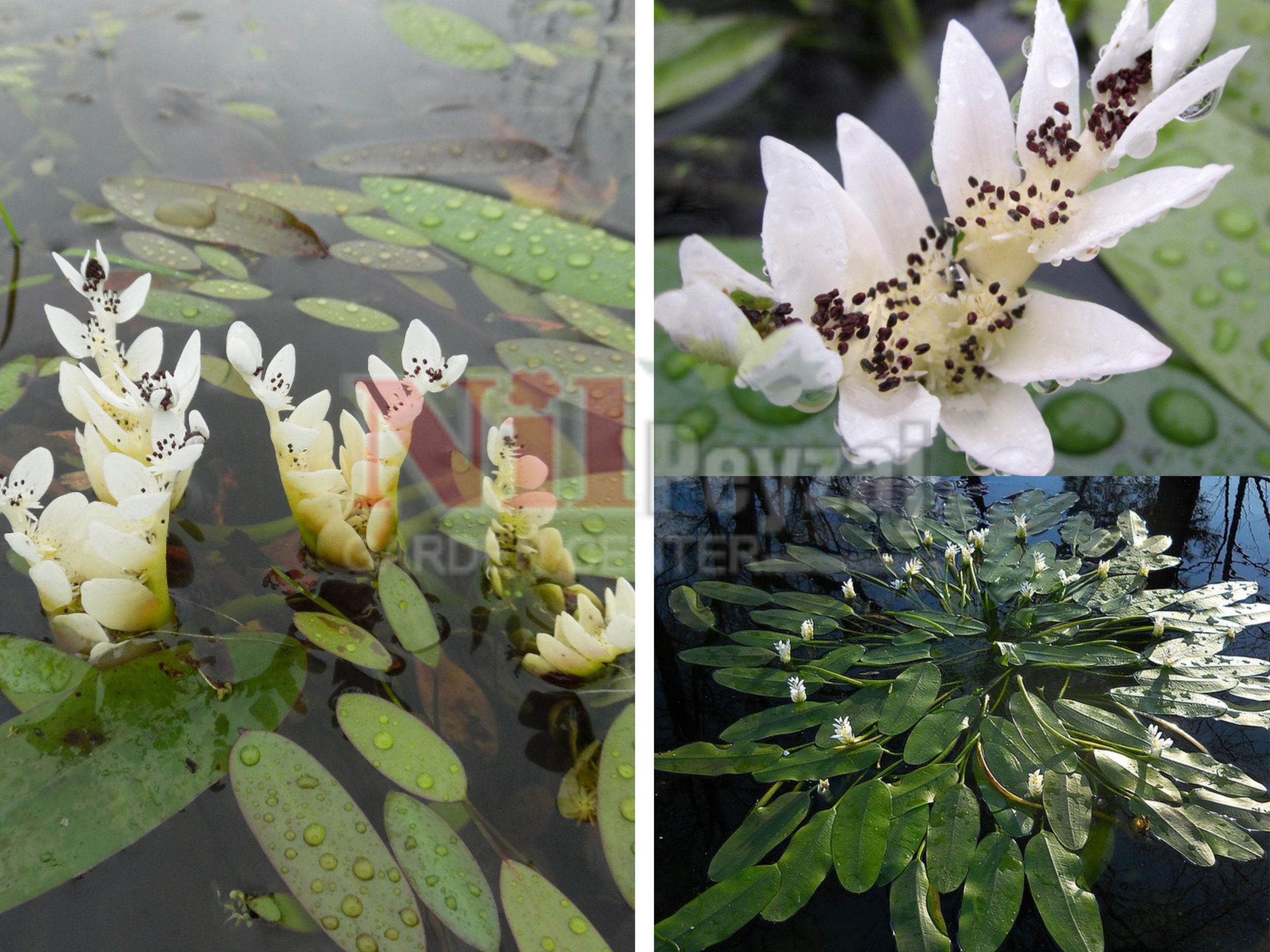 Aponogeton distachyos / Su Çiçeği