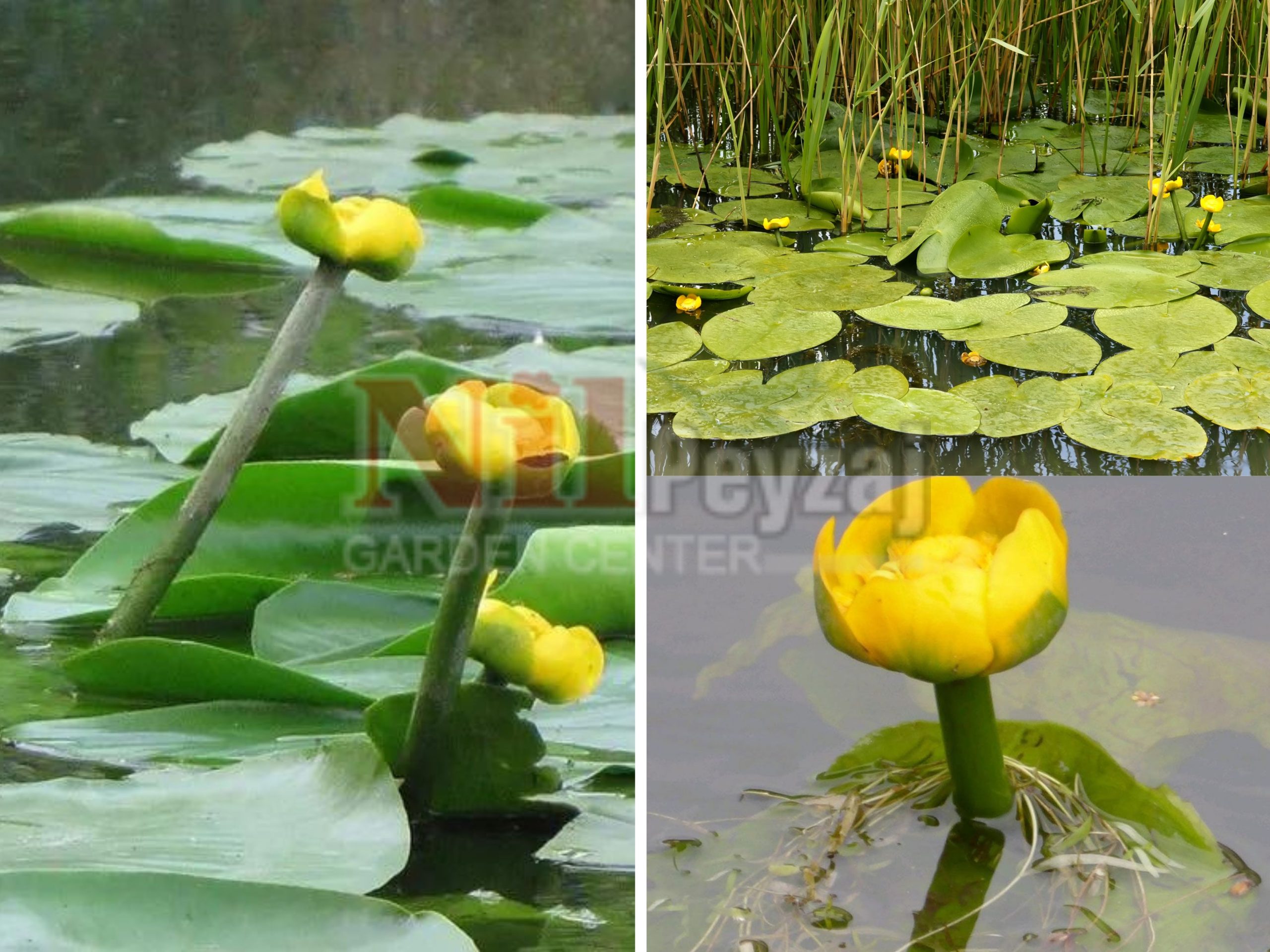 Nuphar lutea / Sarı nilüfer