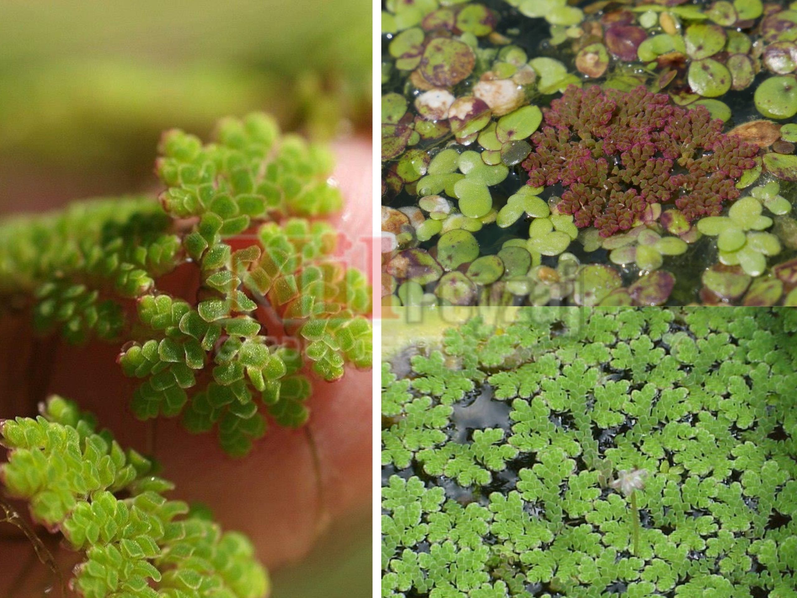 Azolla caroliniana / Su Eğreltiotu