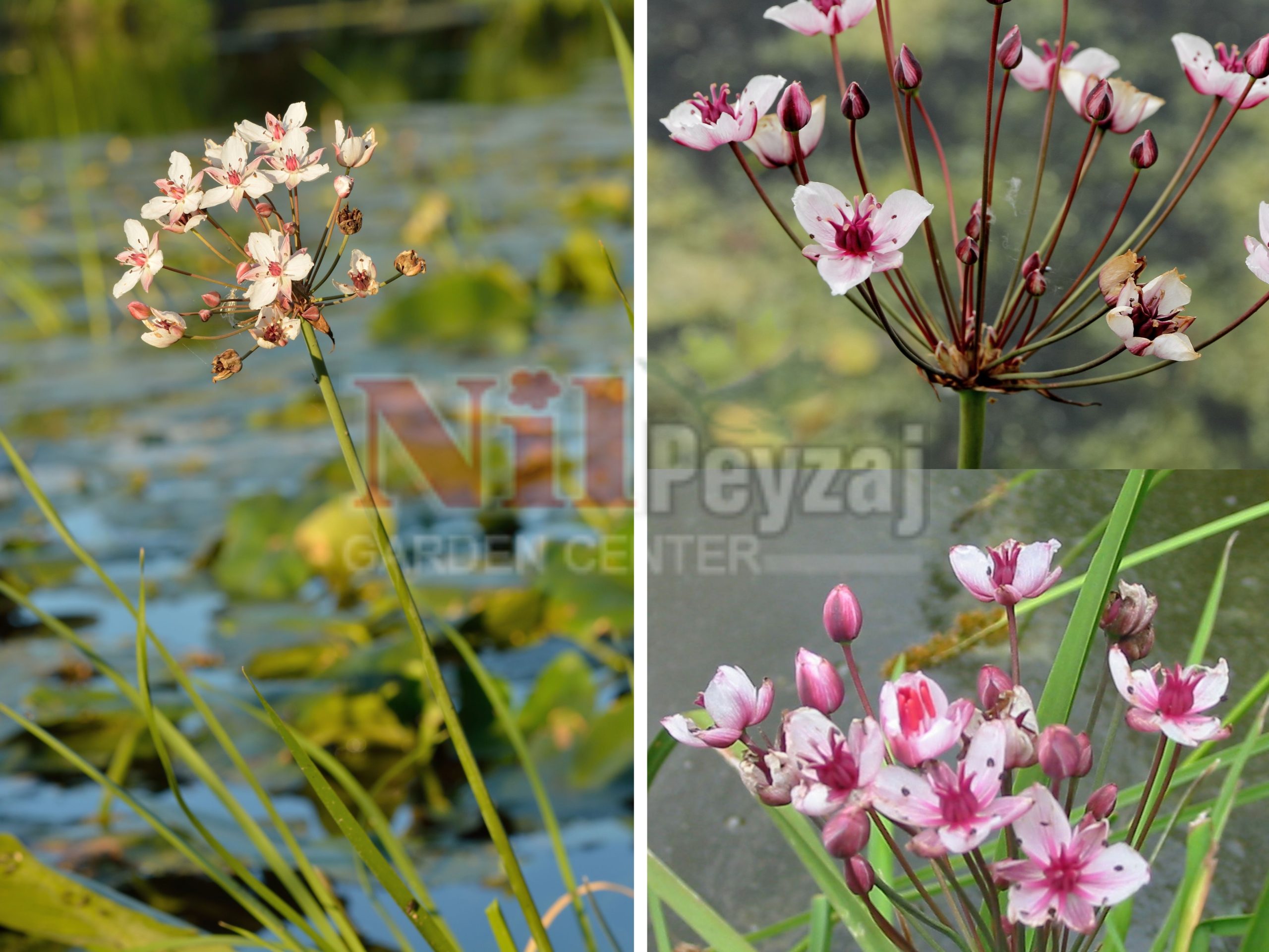 Butomus umbellatus / Su Menekşesi