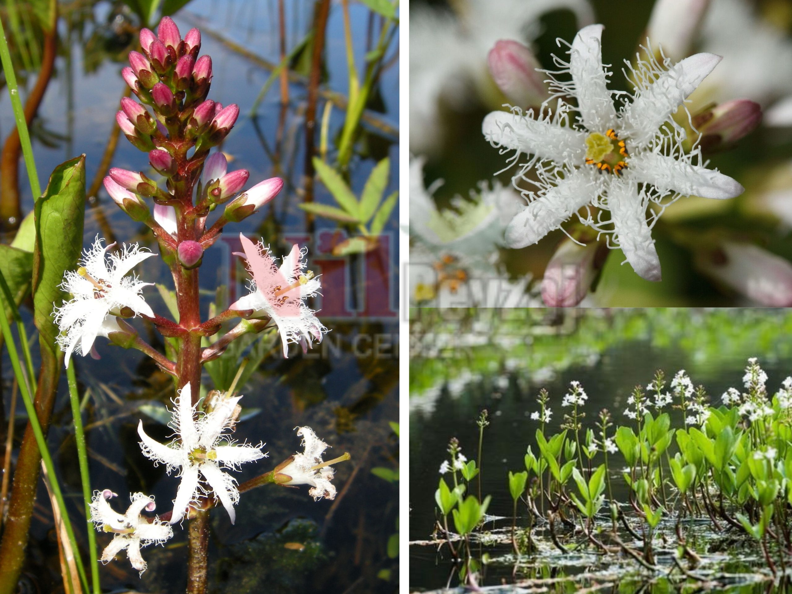 Menyanthes trifoliata / Su yoncası