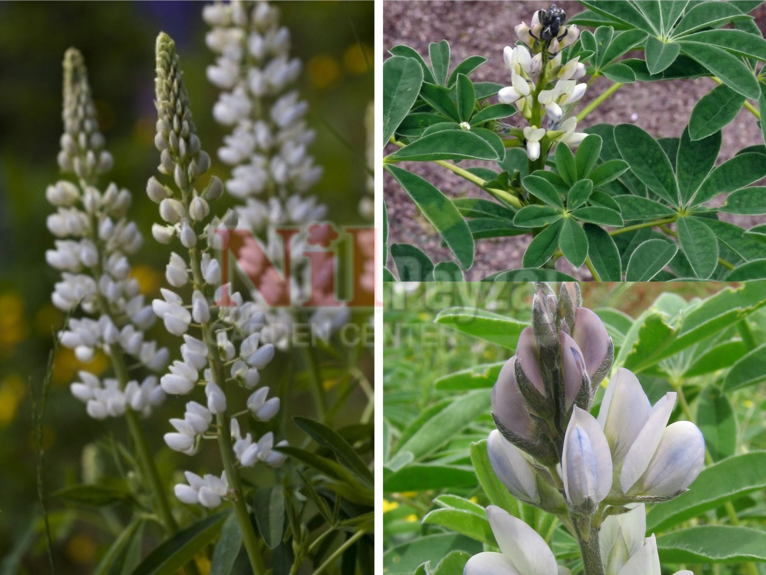 Lupinus albus / Beyaz Lüpen Otu