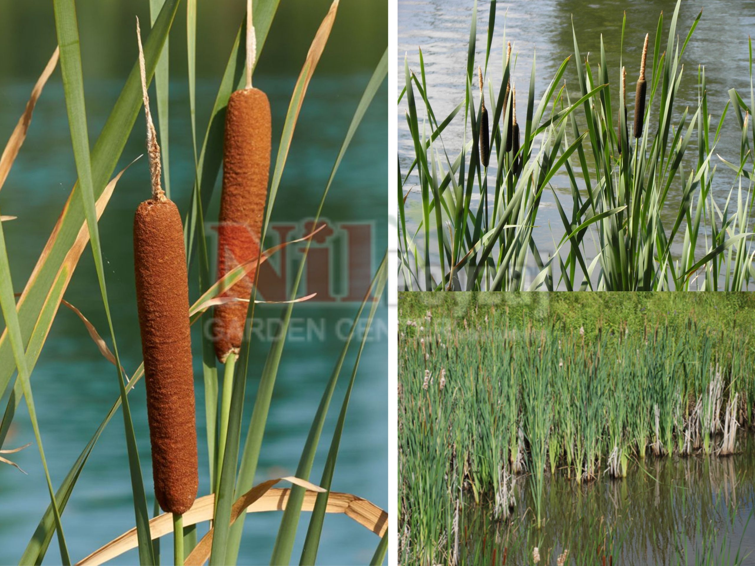 Typha latifolia / Hasır otu
