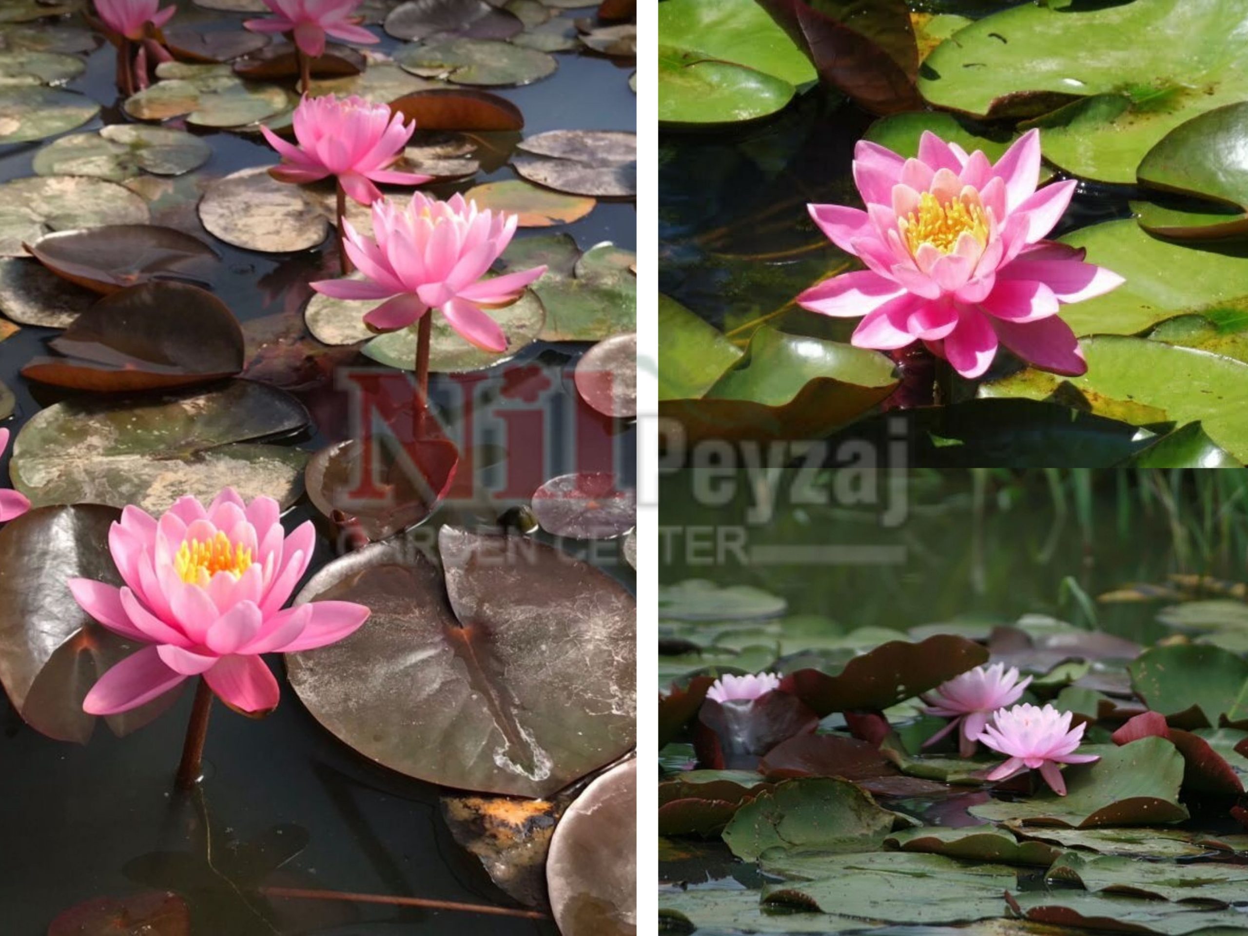 Nymphaea ‘Gloriosa’ / Kırmızı nilüfer