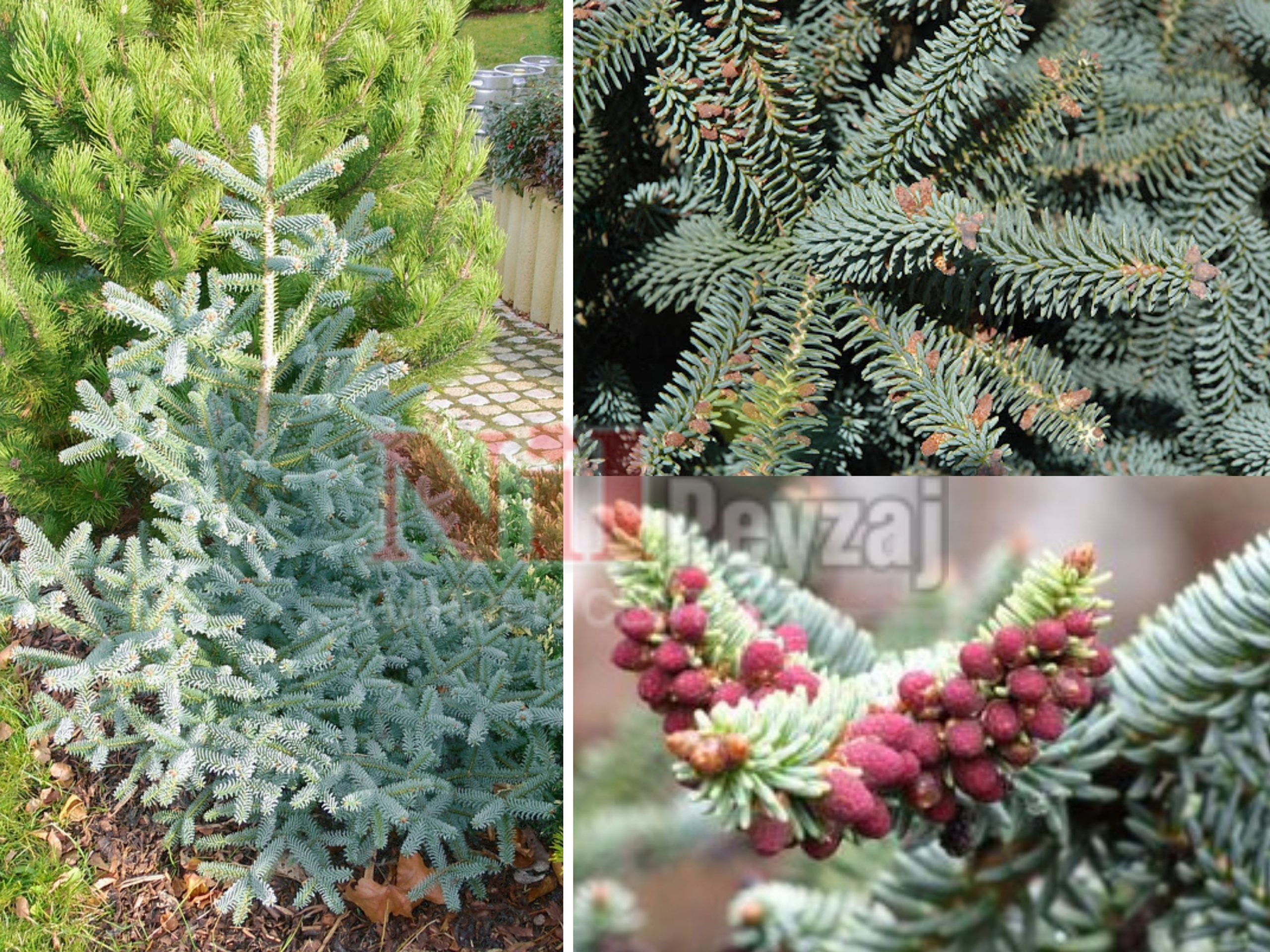 Abies pinsapo glauca / Bodur mavi ispanyol göknar