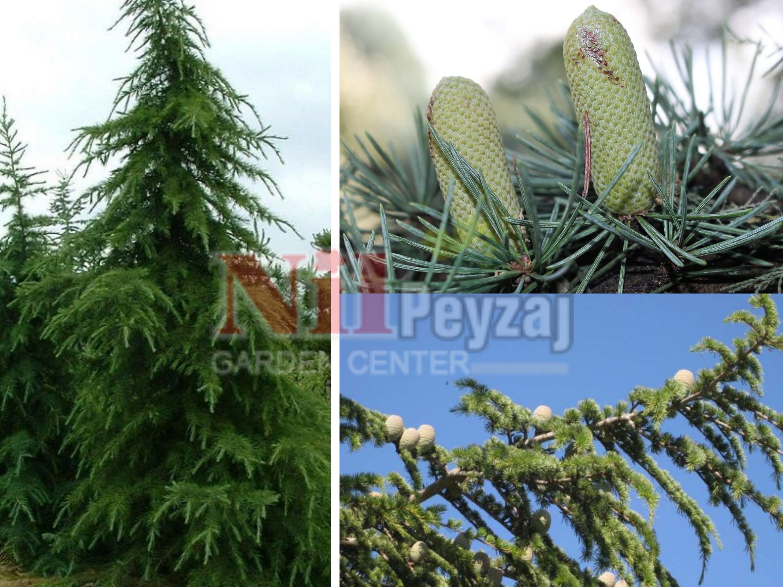 Cedrus deodora pendula  / Sarkık himalaya sediri