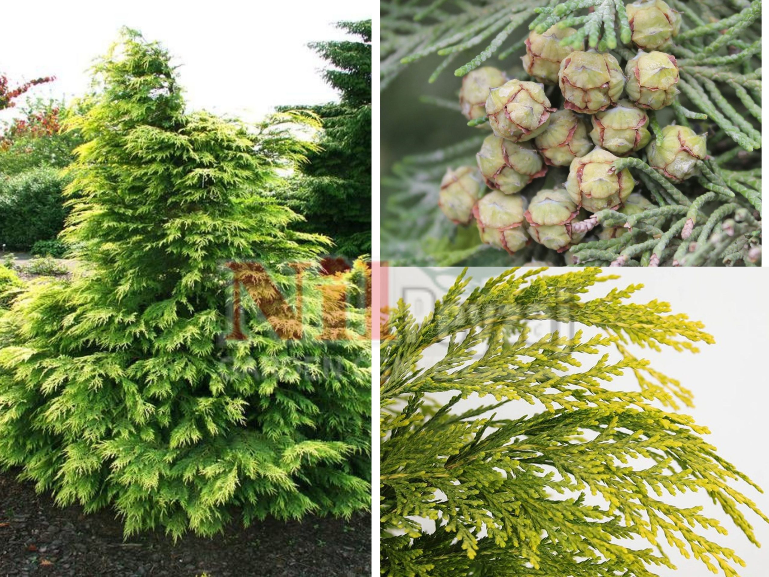 Chamaecyparis lawsoniana sunkist / Bodur lavson selvisi