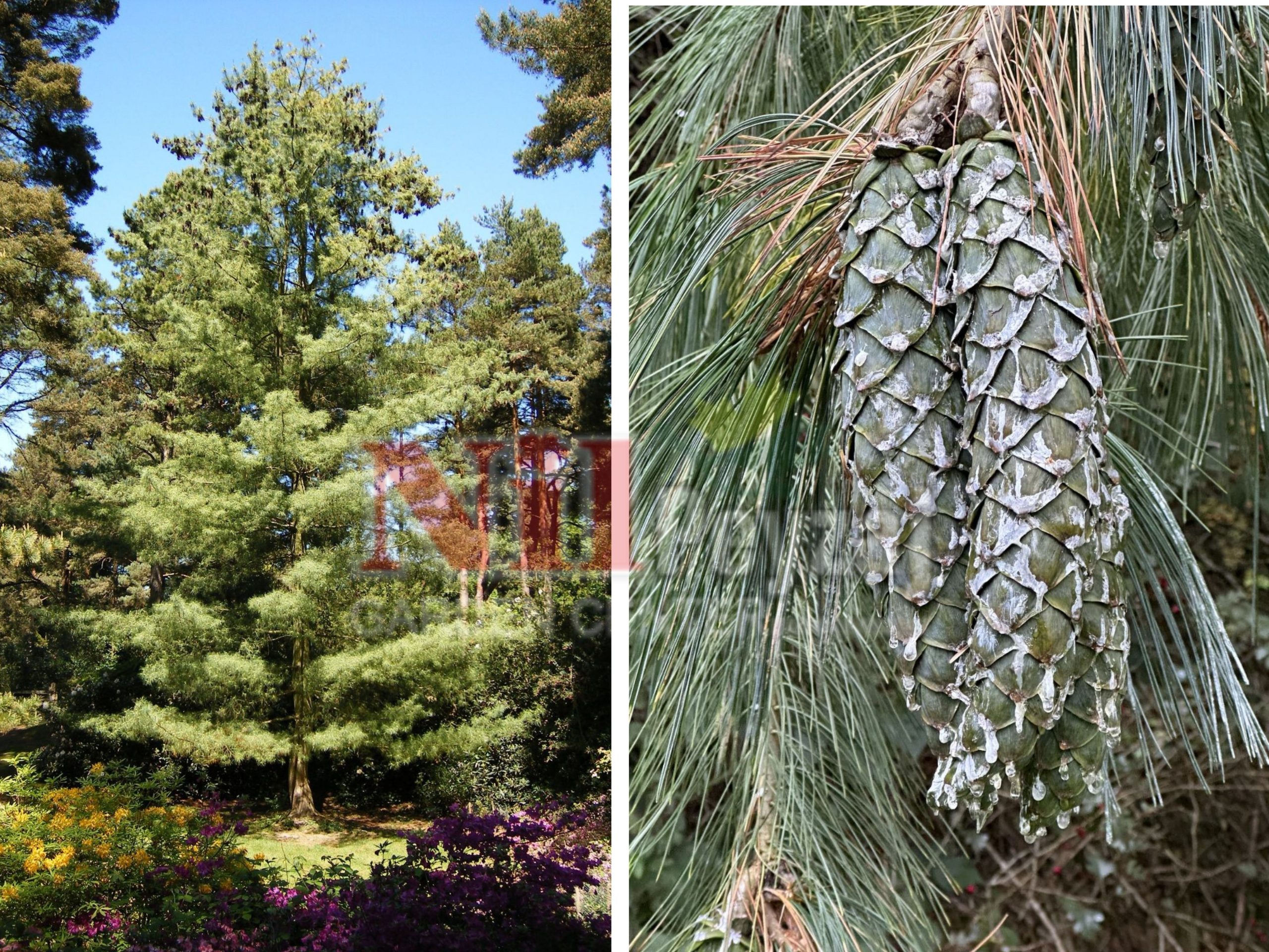 Pinus x holdfordiana