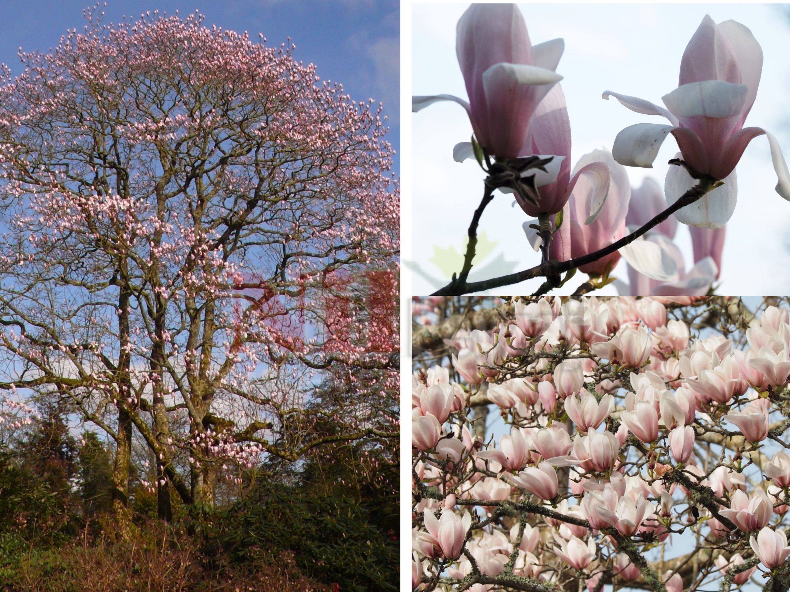 Magnolia × veitchii ‘Peter Veitch’