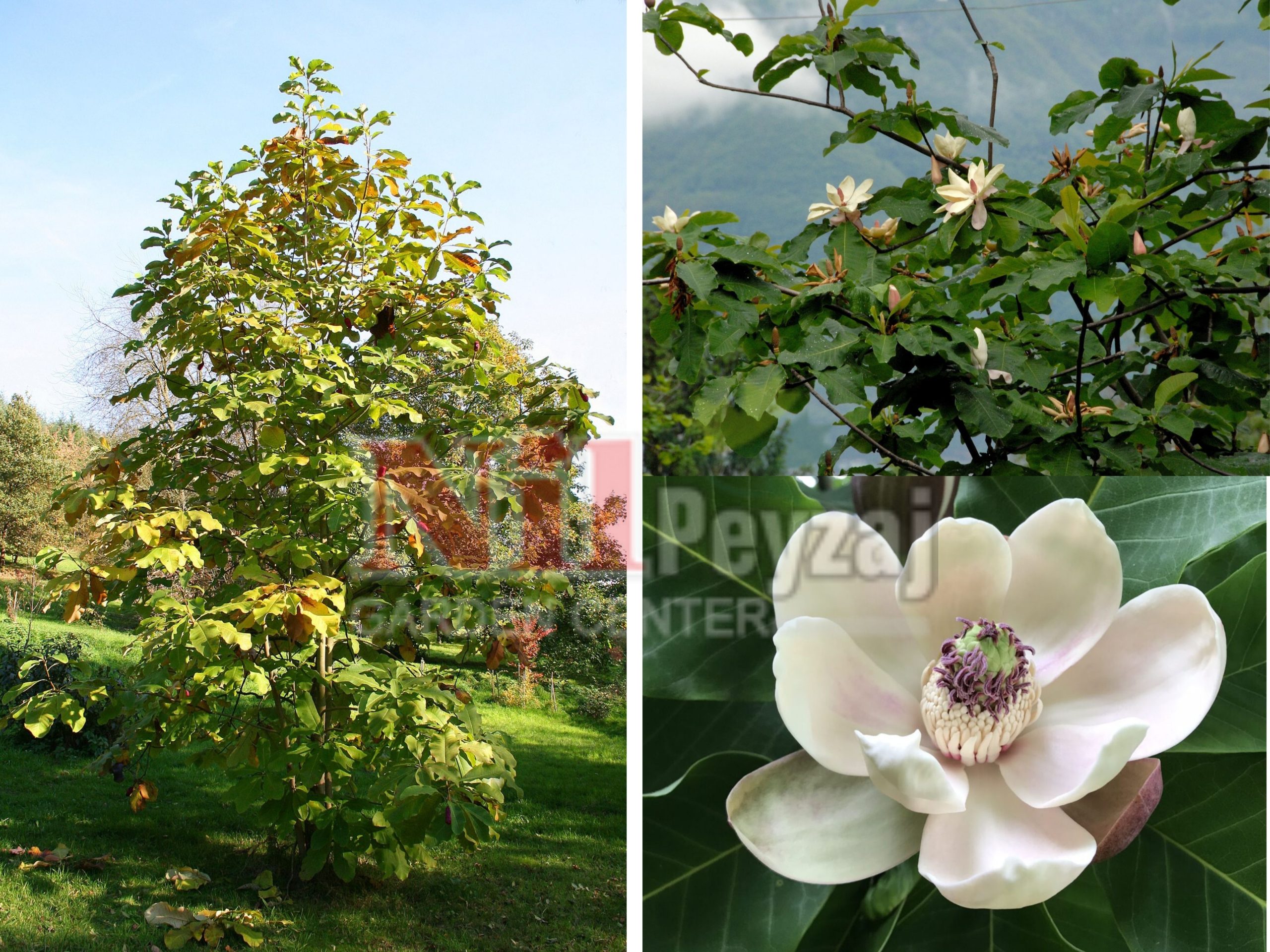 Magnolia hypoleuca /Japon Büyük Yapraklı Manolyası