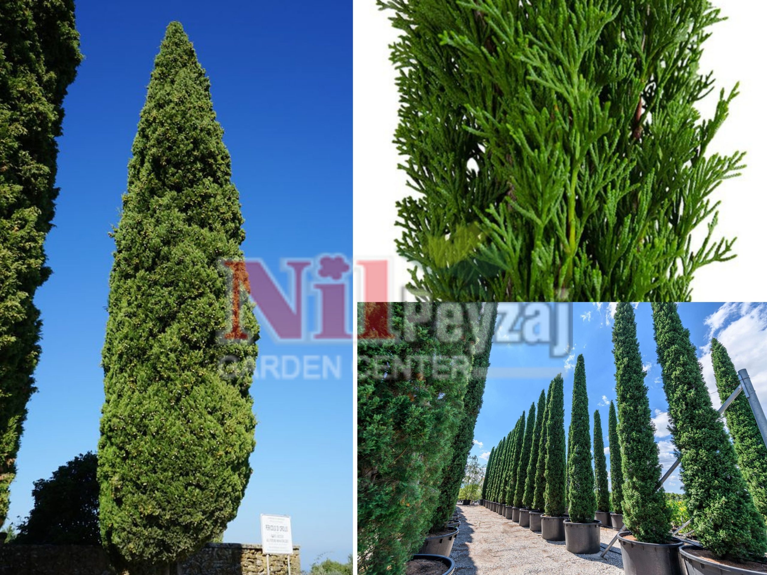 Cupressus sempervirens garda /Akdeniz mezarlık servisi