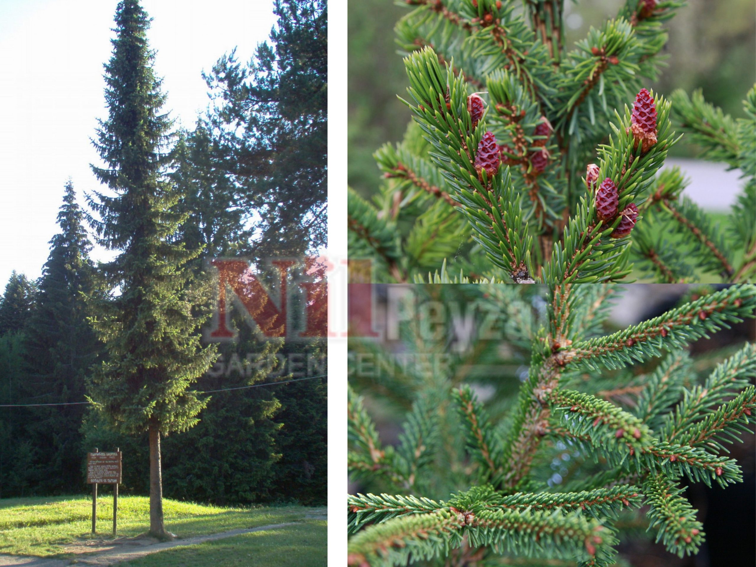 Picea omorika