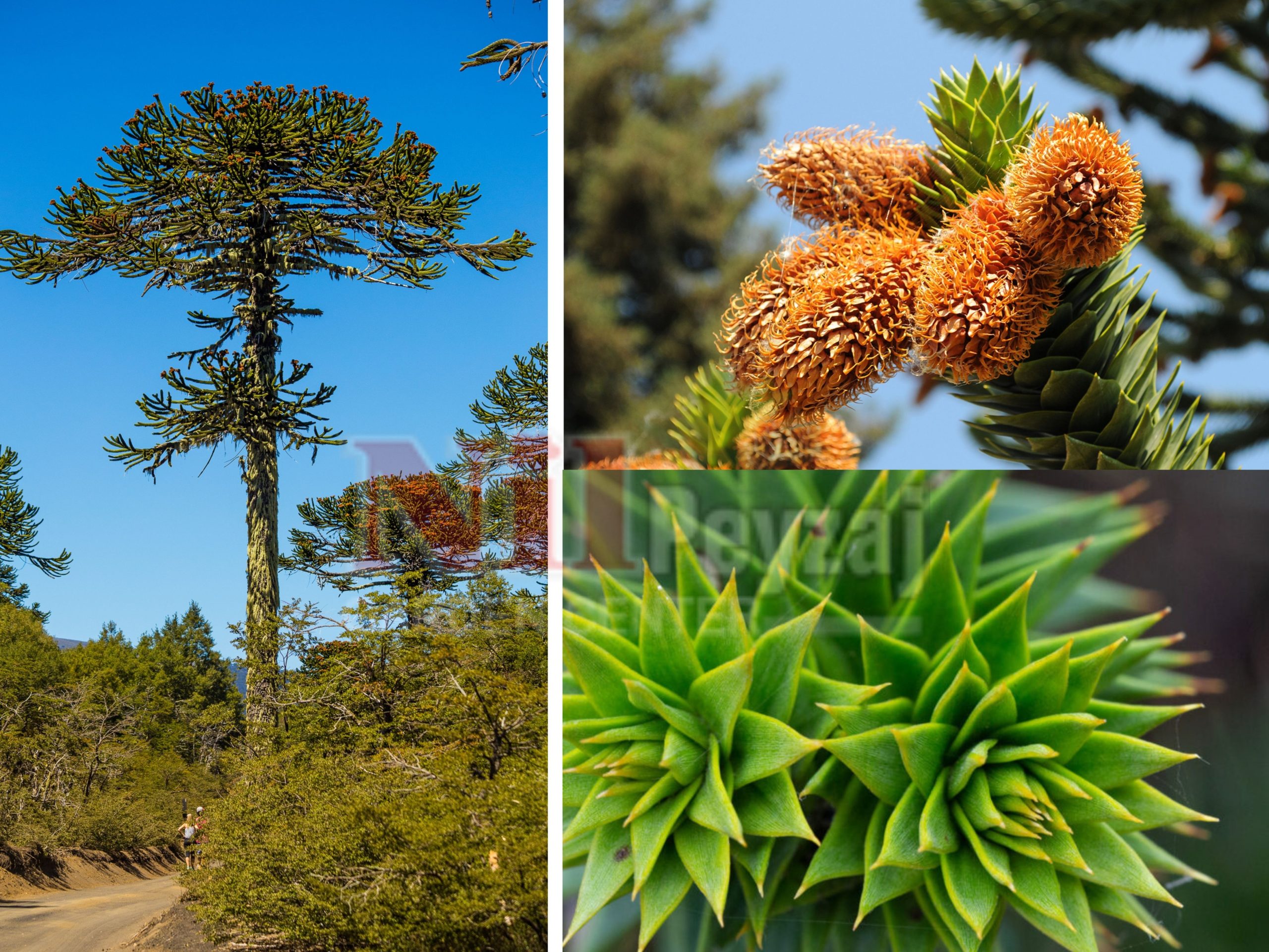 Araucaria araucana / Şili arokaryası