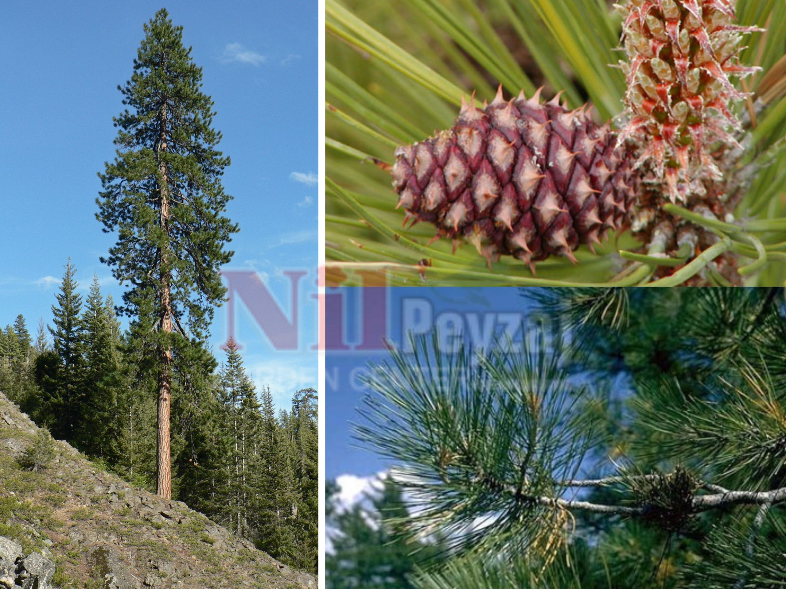 Pinus ponderosa / Sarıçam