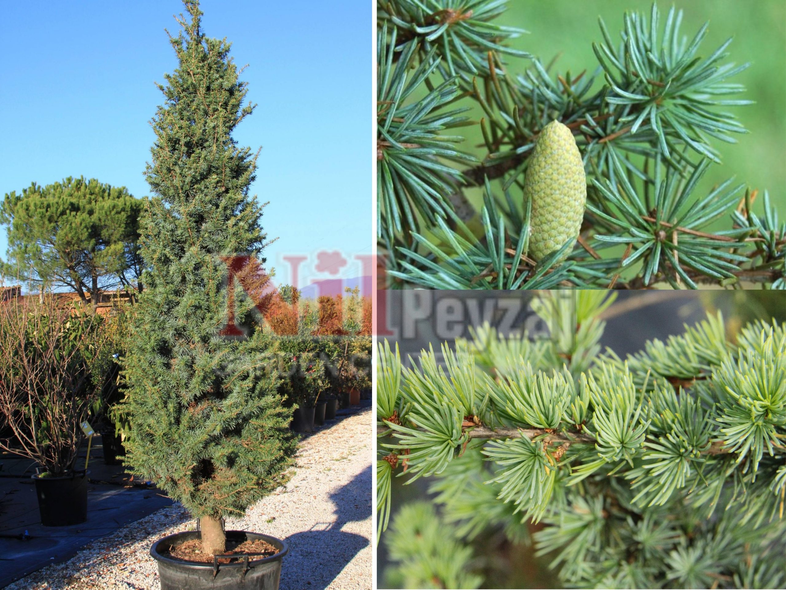 Cedrus atlantica fastigiata / Sütun formlu atlas sediri
