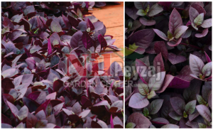 Alternanthera brasiliana ‘Purple Prince’ / Brezilya Alternantherası